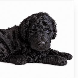 Joshua - Black male Poodle puppy in Greenwich, New York from MizzElle’s Standard Poodles