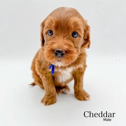 Cheddar - Red  male Goldendoodle puppy in Sunman, Indiana from Brunsman Country Doodles LLC
