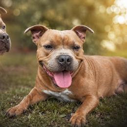 Xena - Staffordshire Bull Terrier
