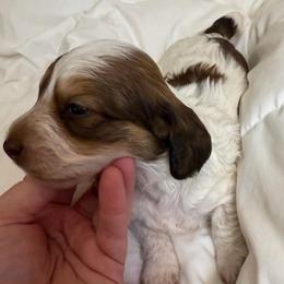Skye - Chocolate and tan female Dachshund puppy in Hazlehurst, Georgia from DrakeFire Dachshunds