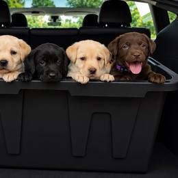 Dark Purple Collar (was Sage) - Chocolate female Labrador Retriever puppy in Archer Lodge, North Carolina from Archer Lodge Labradors