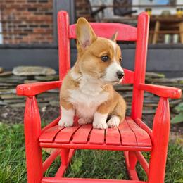 Red and white Female - Red and white female American Corgi puppy in Taylorsville, North Carolina from America's Red White and Bluie Corgis