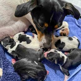 Rat Terrier Puppies from The Puppy Patch Rat Terriers
