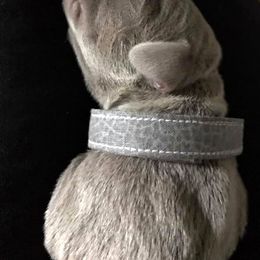Weimaraner Puppies from Platinum Weimaraners