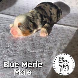 Ulrich - Blue merle male Miniature Australian Shepherd puppy in Jaroso, Colorado from Heaven Sent Aussies
