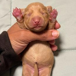 Cream girl 2 - Red female Dachshund puppy in Honolulu, Hawaii from A&A Mini Dachshunds