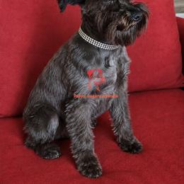 Raven - Miniature Schnauzer