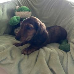 Dachshund Puppies from Dashing Doxie’s