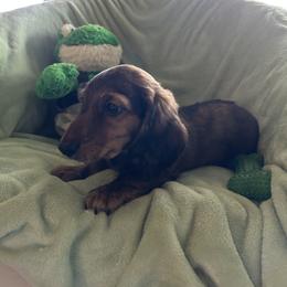 Dachshund Puppies from Dashing Doxie’s