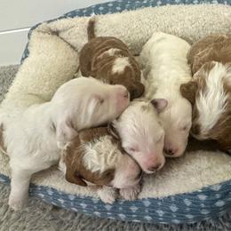 Boy 1 - Red  male Goldendoodle puppy in Florence, South Carolina from Candy Doodles