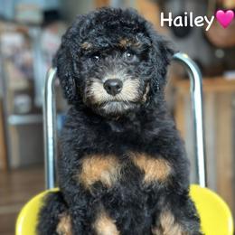 Hailey Kinsel - Black phantom female Aussiedoodle puppy in Lancaster, Minnesota from Finney Ranch