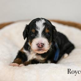 Royce - Tri-color male Bernedoodle puppy in Tucson, Arizona from Sun Valley Goldendoodles