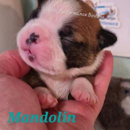 Girl 1 - Red female Boston Terrier puppy in Griffin, Georgia from Celtic Kennel Bostons