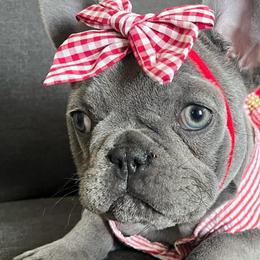 French Bulldogs and Poodles from FreshestFrenchies