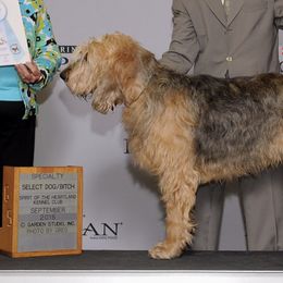 Otterhounds from Catskill Otterhounds