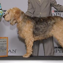 Otterhounds from Catskill Otterhounds