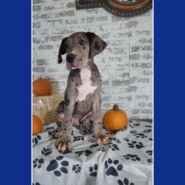 Boy 2 - Mantle merle Great Dane puppy in Gonzales, Louisiana from Anstatt House Of Danes