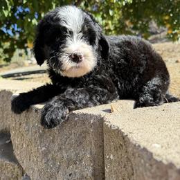 Noir - Tri-color female Bernedoodle puppy in Temecula, California from Country Hills Doodles