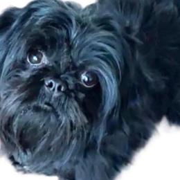 B.B. - Shih Tzu