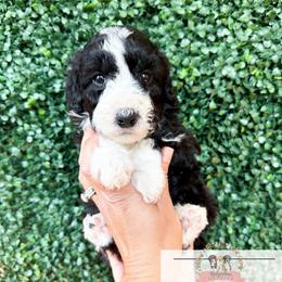 Diamond - Black and white female Aussiedoodle puppy in Corydon, Indiana from Ridgeline Doodles