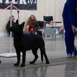 German Shepherd Puppies from Vom Cosabar