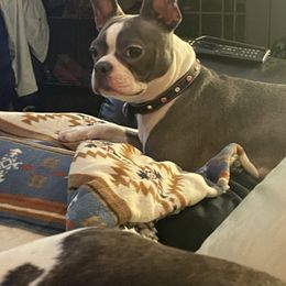 Tito - Boston Terrier