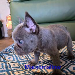 Marshmallow - Blue male French Bulldog puppy in Lubbock, Texas from West Texas Dachshunds LLC