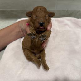 Poodle Puppies from Oodles of poodles LLC.