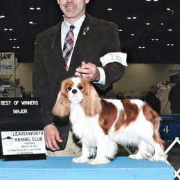 Cavalier King Charles Spaniel Puppies from Castlemar Cavaliers