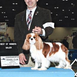 Cavalier King Charles Spaniel Puppies from Castlemar Cavaliers