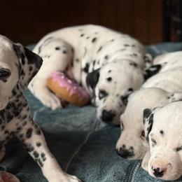 Dalmatians from Storm & Blue's Dalmatian Pups