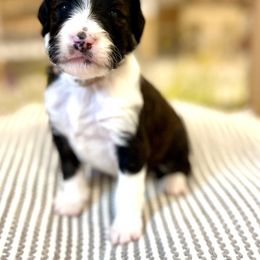 Crypress - Bernedoodle puppy from Front Range Family Doodles