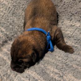 Blue collar male - Mahogany male Belgian Malinois puppy in Paynes Corner, Virginia from Von-Zito Belgian Malinois
