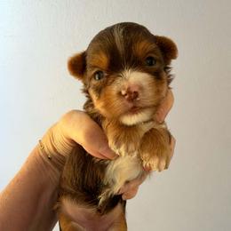 Queen Victoria - Chocolate and tan female Yorkshire Terrier puppy in Jacksonville, Arkansas from Royal Yorkie Terrier