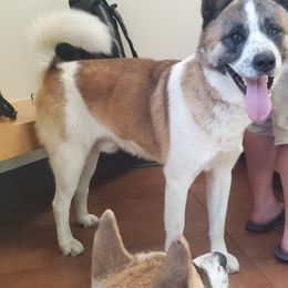 Akita from Jacqueline's  Akitas