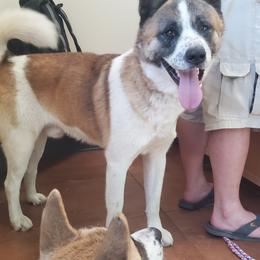 Akita from Jacqueline's  Akitas