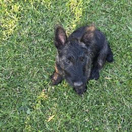 Scottish Terrier Puppies from Jason Kazmerski