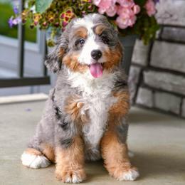 Reba (socialization program student) - Blue merle female Bernedoodle puppy in Dundee, Ohio from Down Home Doodle