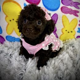 Lil Poppy - Brown female Poodle puppy in Newcomerstown, Ohio from Sheri’s Lil Angel’s