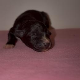 Cottontail - Black & white male Australian Shepherd puppy in Windsor, New York from Double B Aussies