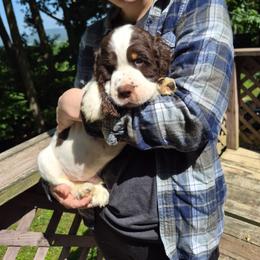 Gray - Liver white and tan male English Springer Spaniel puppy in South Williamsport, Pennsylvania from Hoppin Honey Homestead