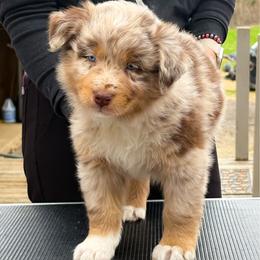Joe - Red merle male Australian Shepherd puppy in Coldwater, Michigan from Northern Star Australian Shepherds