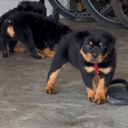 Red Boy - Black and mahogany male Rottweiler puppy in Brandenburg, Kentucky from Boss Rottweiler Haus