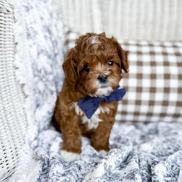 Tad - lt blue collar boy - Red male Cavapoo puppy in Melbourne, Florida from Space Coast Doodle Co.