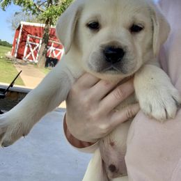 Labrador Retriever Puppies from Saddle Creek English Labradors