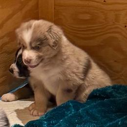 Jasper - Red merle male Australian Shepherd puppy in Brownfield, Maine from Misty Feather Aussies