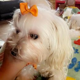 Kia - Maltese