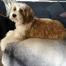 Australian Labradoodle All Grown Up from Eagle Ridge Australian Labradoodles