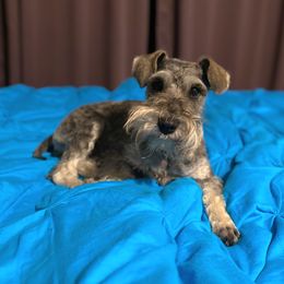 Phoxy - Miniature Schnauzer