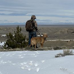 Lainey - Golden Retriever